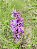 Orchis mle - Orchis mascula